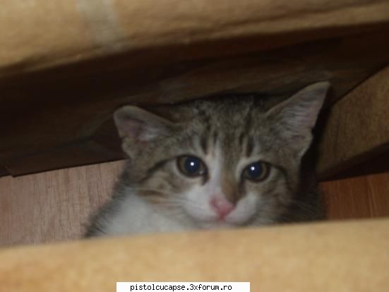 it's my cat too!!! poze